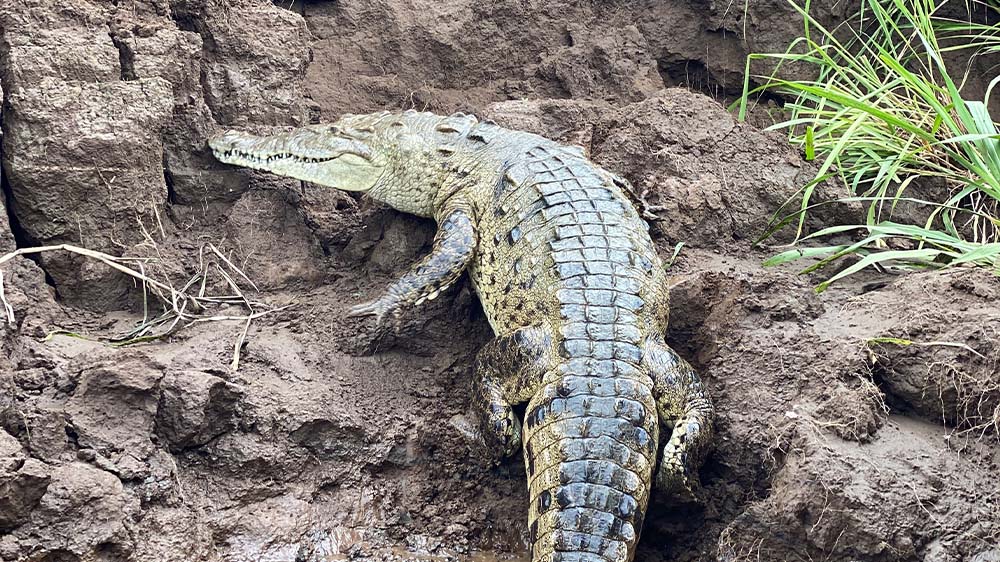 Crocodile Safari Tour, Jaco Costa Rica