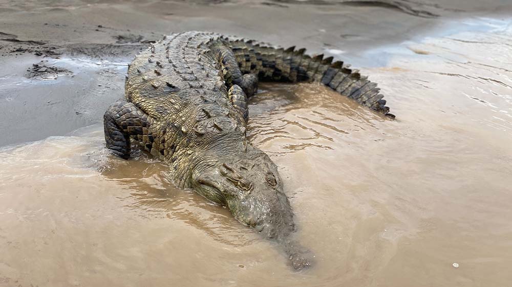 Crocodile Safari Tour, Jaco Costa Rica