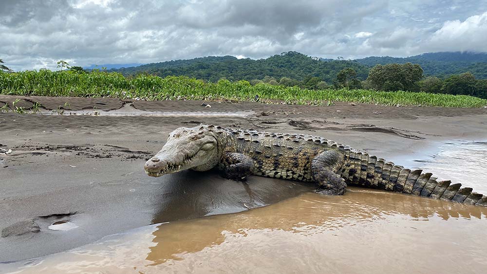 Crocodile Safari