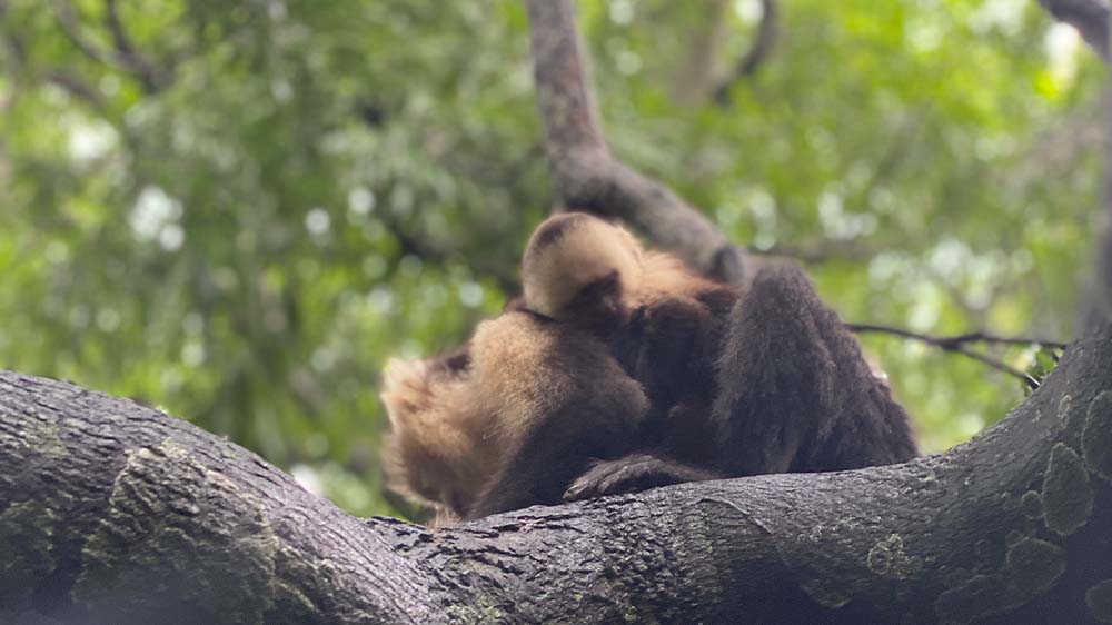 Monkey Tour in Jaco Costa Rica