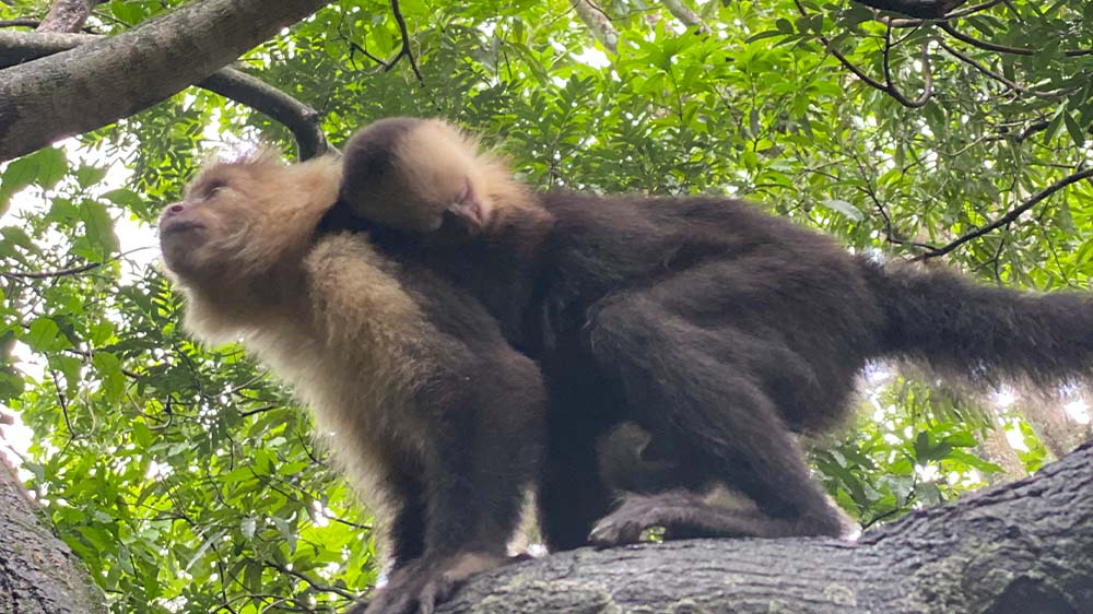 Monkey Tour in Jaco Costa Rica